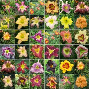 All Daylilies