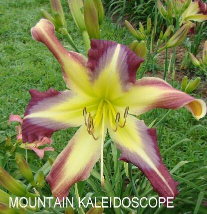 MOUNTAIN KALEIDOSCOPE