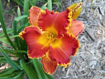 PAPIO WATERMELON DELIGHT