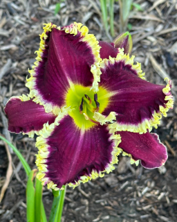 STORMY MORNING - Image 2