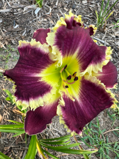 STORMY MORNING - Image 3