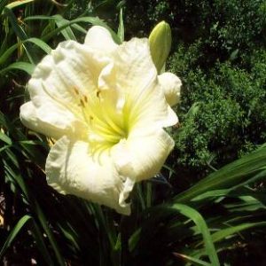 BEAUTY MOST GRACEFUL