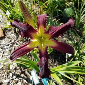 BLACKBERRY LIME KISS