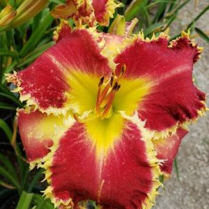 BRER RABBIT AND THE BRIAR PATCH