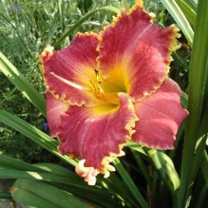 BRIDGETON ENTERTAINMENT