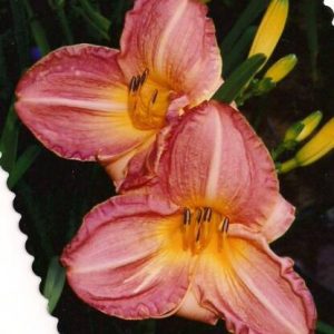 BROADMOOR POWDER PUFF