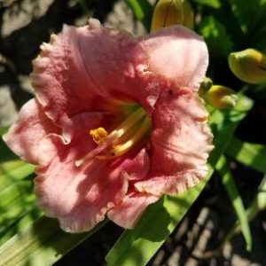 BROADWAY PINK DELIGHT