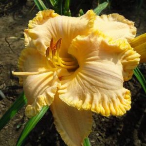 BROWN'S FERRY PEACHES AND CREAM