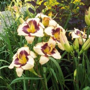 CANADIAN BORDER PATROL