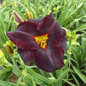 CARIBBEAN FRANK LEAGUE