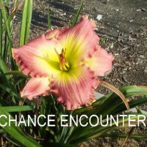 CHANCE ENCOUNTER