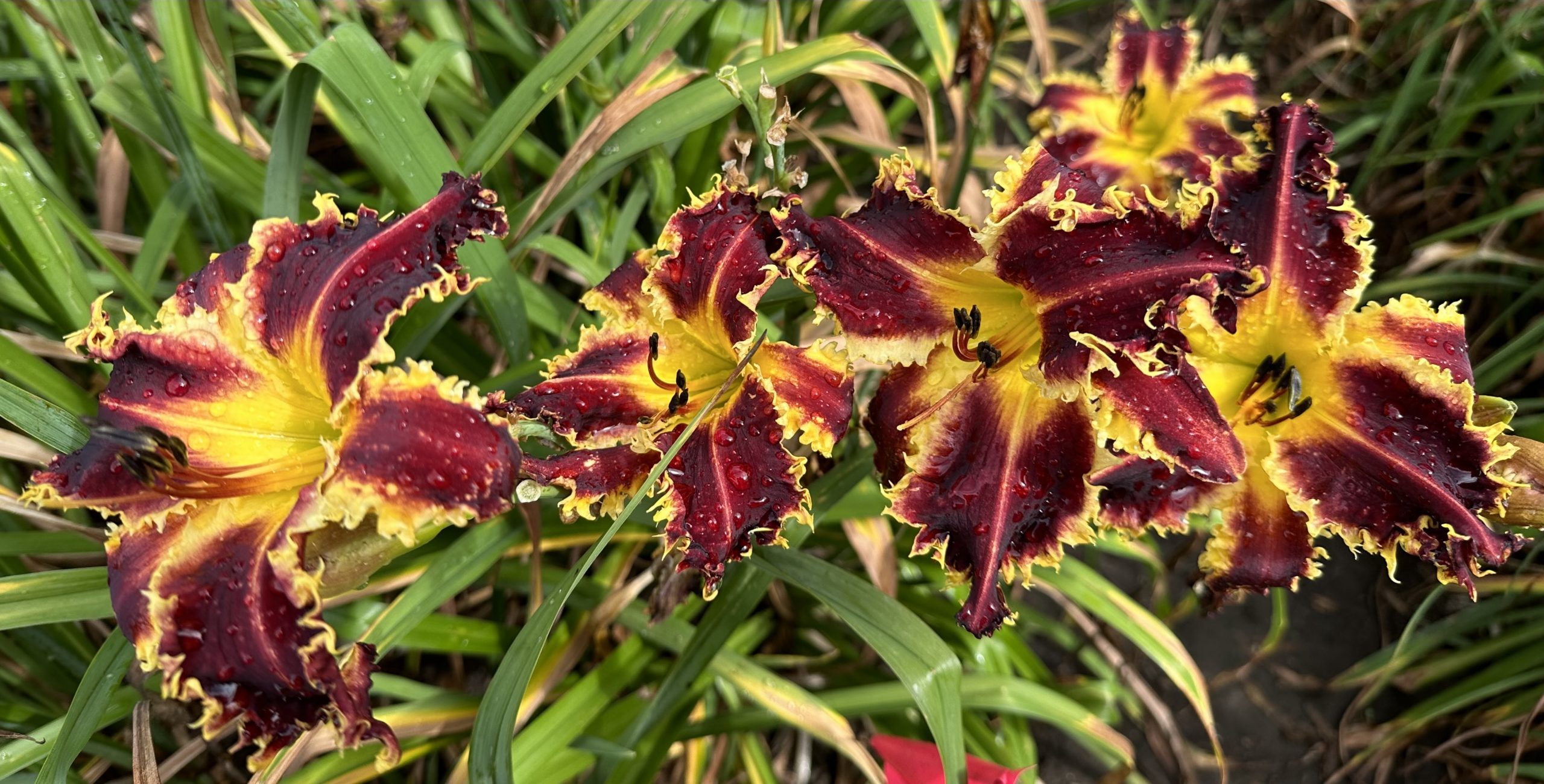 CRIMSON SHARK - Image 2