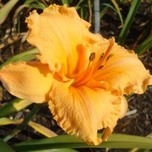 DANCE BALLERINA DANCE