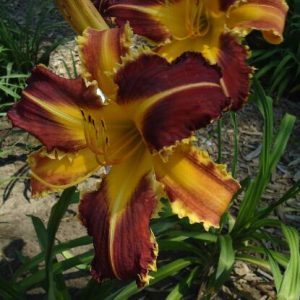 DANGEROUS EXPECTATIONS