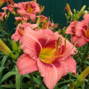 DECATUR CHERRY SMASH