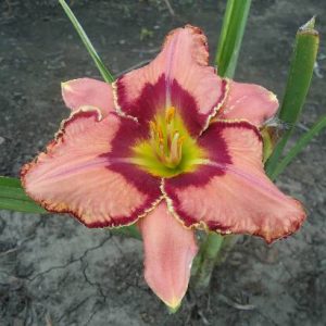 FEARFULLY AND WONDERFULLY MADE