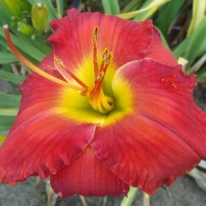 FIRE ON THE MOUNTAIN