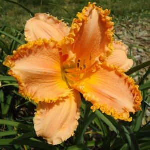 FORESTLAKE RAGAMUFFIN