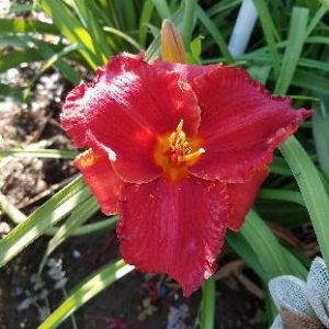 FORESTLAKE RUBY RUFFLES