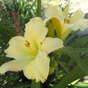 FORSYTH FLAMING SNOW