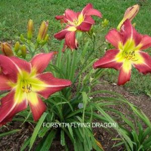 FORSYTH FLYING DRAGON