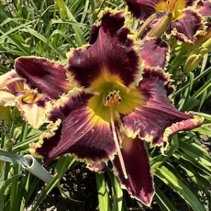 FRIENDS TOM AND MARY