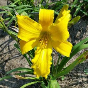 GREYWOODS LOFTY LIZZIE