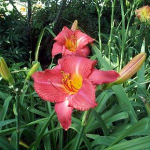 HAWAIIAN PARTY DRESS