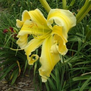 HEAVENLY FLIGHT OF ANGELS