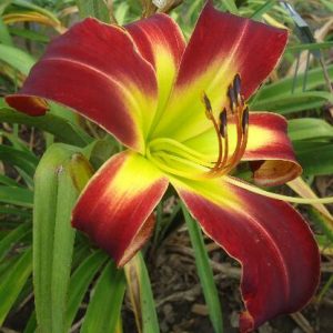 HEAVENLY LASTING IMPRESSIONS