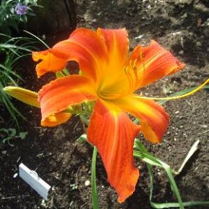 HEAVENLY ORANGE BLAZE