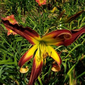 HEAVENLY SPIDER MONKEY