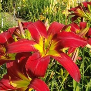 HEAVENLY UNITED WE STAND