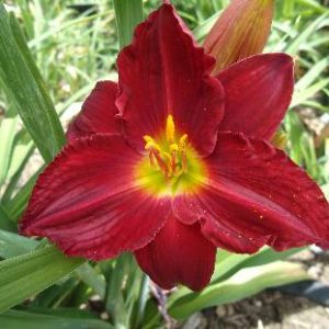 HERE COMES SANTA CLAUS