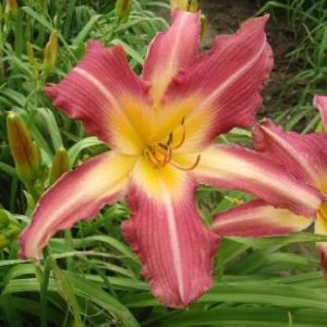 HILLTOP DRAGON SLAYER