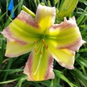 HILLTOP GREEN EYED GAL