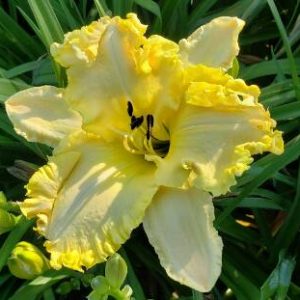 HOOKED ON ANGEL WINGS