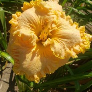 HOW BEAUTIFUL HEAVEN MUST BE