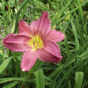 HUNDREDTH ANNIVERSARY