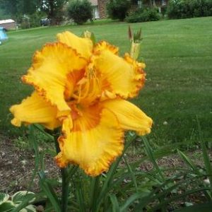 I'M NOT THAT INNOCENT