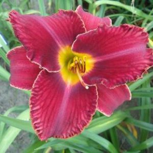 INSTANT SATISFACTION