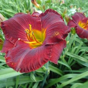 INVITATION TO IMMORTALITY