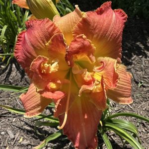 JAMAICAN HAPPY DANCE