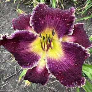 LANGEMEIER'S LOVE SONG