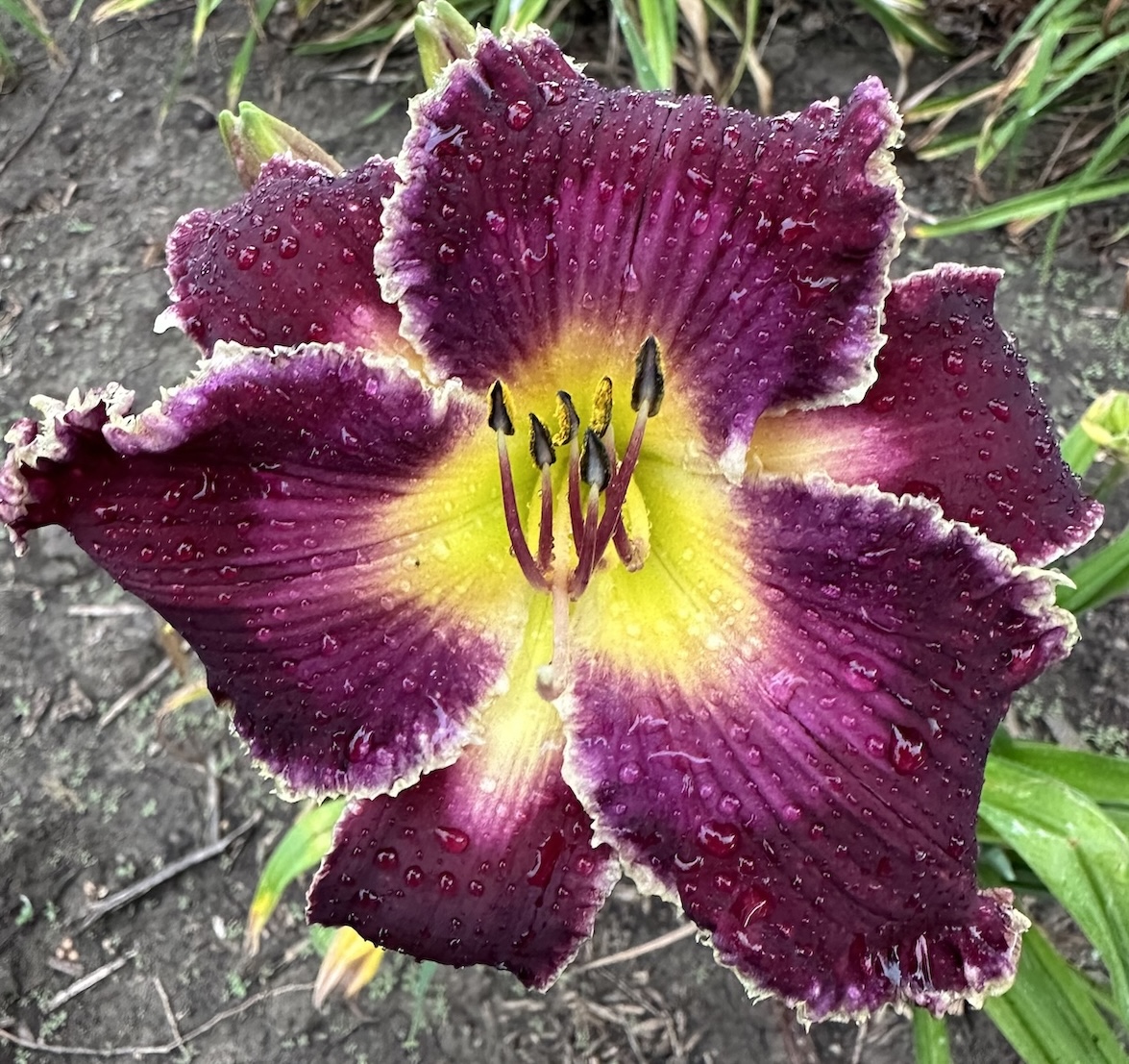 LANGEMEIER'S LOVE SONG