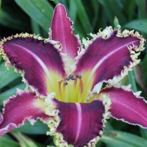 LARRY'S TWILIGHT BITE