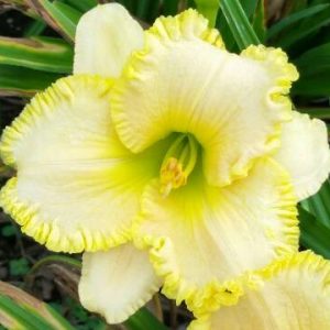 LEMON FRINGED PASTEL