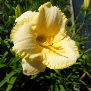 LITTLE LADY MOONLIGHT