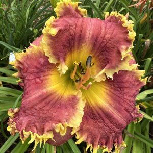 LONGTIME FRIEND PHYLLIS