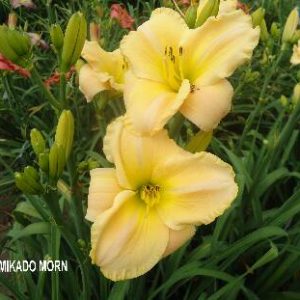 MIKADO MORN